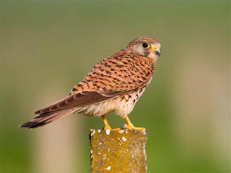 A guide to British birds of prey | lovethegarden | British birds of prey, Prey, Birds