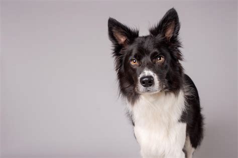 The Complete List Of 250+ Brilliant Border Collie Names | My Pet's Name