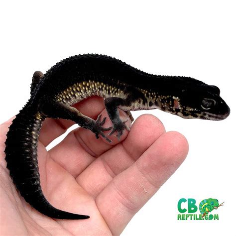 black night leopard for sale near me | baby black leopard geckos for sale