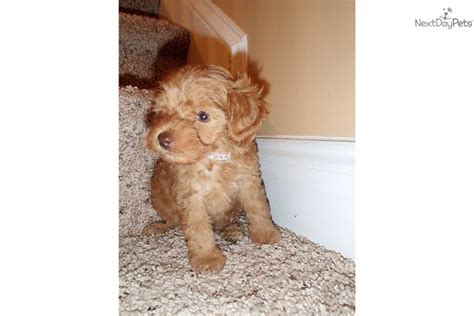 Yorkiepoo - Yorkie Poo puppy for sale near Jacksonville, North Carolina | ac88a4ab-6b41