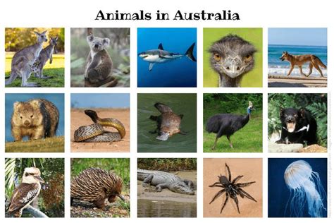 Discover the Fascinating Animals of Australia – Hello Kids Fun