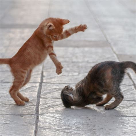 Two kitties playing with each other #kitties #playfulkitty #gingerkitty #graykitty Kittens ...