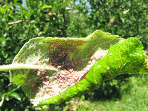 The Fruit Growing Expert: Apples pests and diseases identifyer