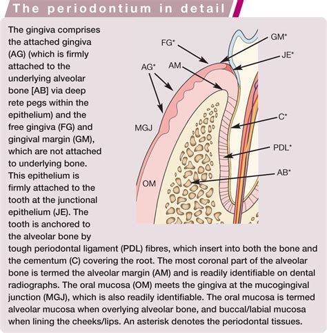 Mucogingival Junction Histology