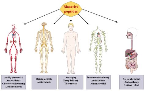 IJMS | Free Full-Text | Bioactive Peptides: Synthesis, Sources, Applications, and Proposed ...