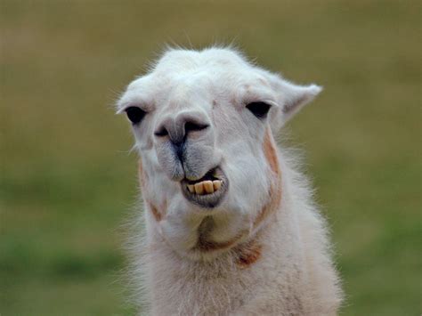 Funny Llama Wallpapers - Top Free Funny Llama Backgrounds - WallpaperAccess