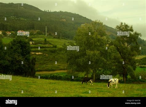 Asturias fauna hi-res stock photography and images - Alamy