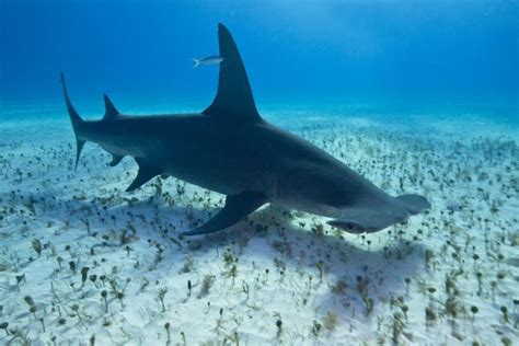 Facts About the Great Hammerhead Shark | Shark, Hammerhead shark, Underwater photography ocean