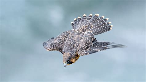 Merlin Falcon In Flight