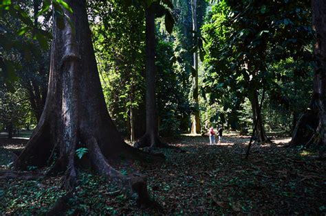 Kebun Raya, Bogor: Gardens in the city - The Mango Road