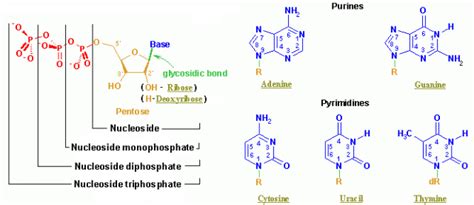 The 5 Kinds of Nucleotides