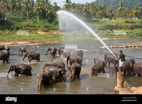 Sri Lankan elephants from the Pinnawala Elephant Orphanage bathing in ...