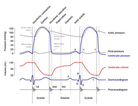 Wiggers Diagram Cardiac Cycle