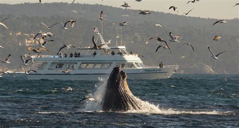 Princess Monterey Whale Watching has the 2 largest and finest whale watching vessels on Monterey ...