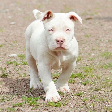 Xl american bully puppies for sale near me images | puppiesideas