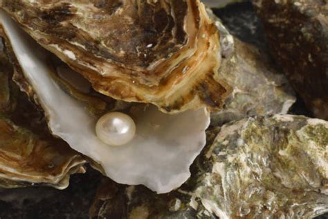 Beautiful Oyster Pearl