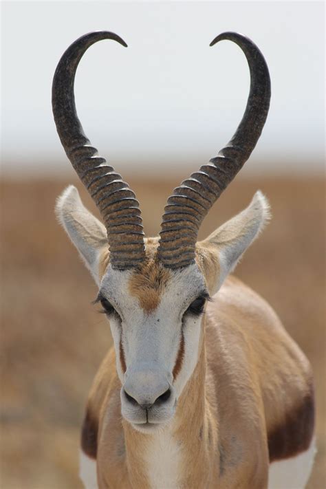 Springbok | Animals with horns, Animals, Animals beautiful