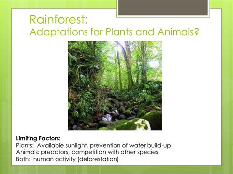 PPT - Biome Adaptations & Niches PowerPoint Presentation, free download - ID:2655272