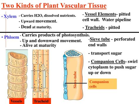 [DIAGRAM] Tracheids Pits Vessel Elements Xylem Cells Diagram - MYDIAGRAM.ONLINE