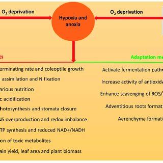 Possible causes of hypoxia and anoxia, their consequences, and defense... | Download Scientific ...