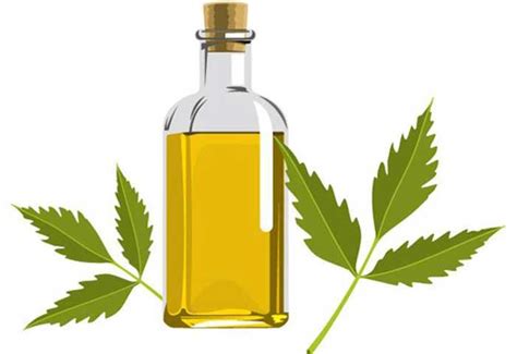 Top 50 Mind Blowing Neem Oil Benefits and Uses - Why You Need It In Your Home﻿