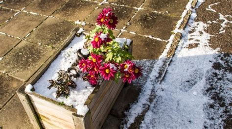 Cold weather & plants: prepare for winter | Morning Ag Clips