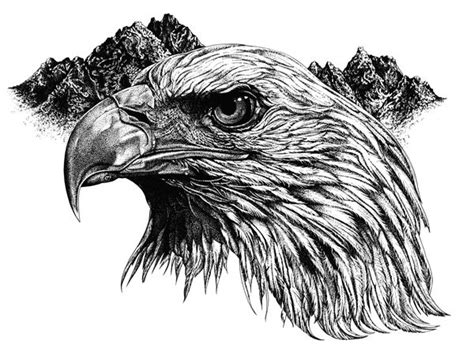 17 best Pen and ink drawings images on Pinterest | Bald eagle, Eagles and Bald eagles