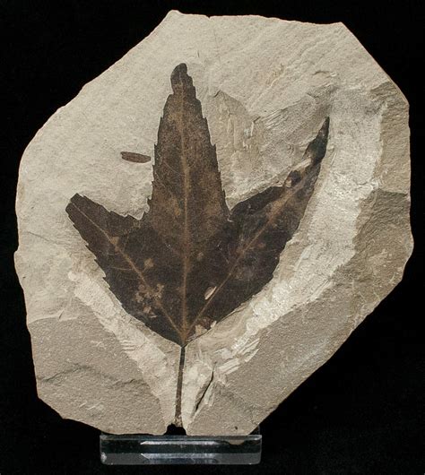 Fossil Acer (Maple) Leaf - Green River Formation (#16625) For Sale - FossilEra.com