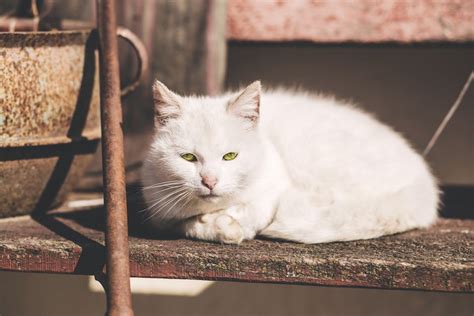 Orange Cat Sleeping on White Bed · Free Stock Photo