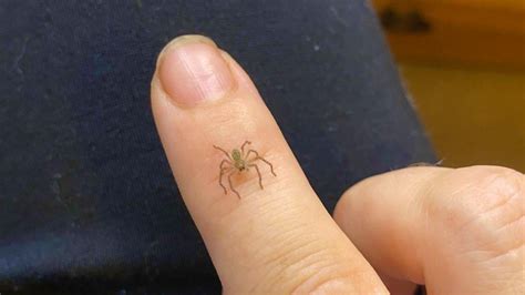 Baby Huntsman Spider - Huntsman Spider Baby Huntsman Spider In Landsborough Qld Law180 Flickr ...