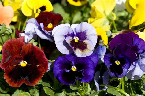 14 Pretty & Unusual Pansy Varieties