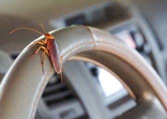 Roaches in Your Car? 7 Ways to Get Rid of Them (Prevent, Identify ...