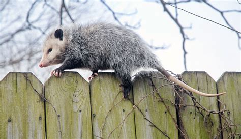 Are Opossums Friend Or Foe To Chickens? - Hobby Farms