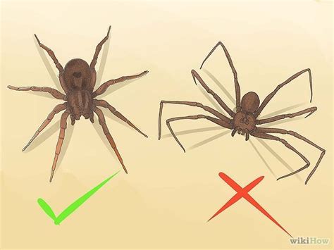 Wolf Spider Identification Chart