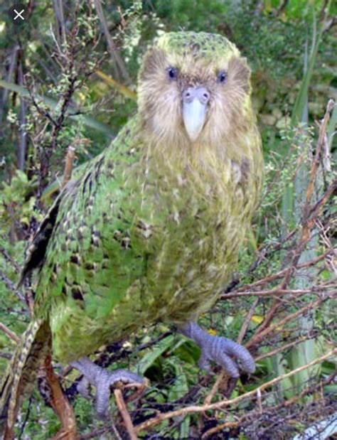 The kakapo, also called owl parrot, is a species of large, flightless, nocturnal, ground ...