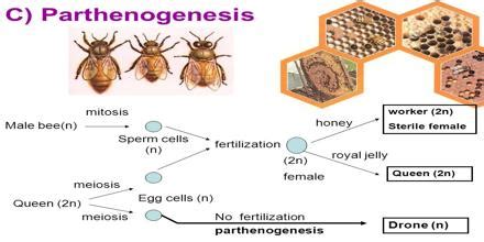 Parthenogenesis - Assignment Point