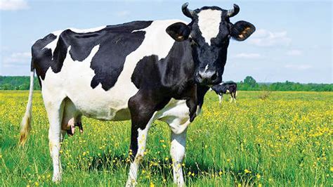 Top 192 + The cow is pet animal - Lestwinsonline.com