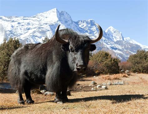 Yak | Wild Ox of Asia, Himalayas & Tibet | Britannica