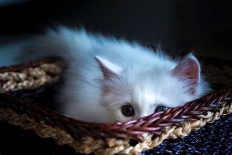 What Are Albino Cats? They May Fascinate You | PawTracks