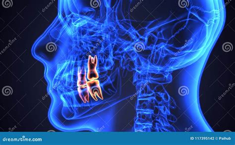 Skeleton and Teeth Anatomy. Medical Accurate 3D Illustration Stock Illustration - Illustration ...