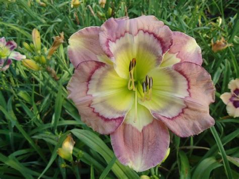 Natural Selection Daylilies