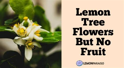 Lemon Tree Flower: Everything You Need To Know – Lemon Paraiso