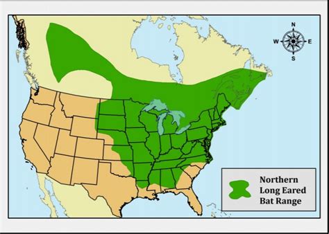 Species Spotlight: Northern Myotis