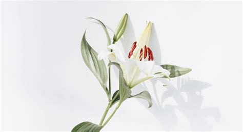 Peace Lilies for Funerals: Symbolism & Care | Cake Blog | Cake: Create a Free End of Life Plan