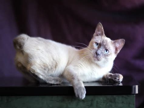 Siamese/Tabby vs Dilute Calico - Breed Comparison