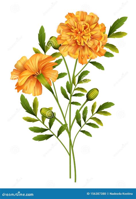 Marigold Cartoons, Illustrations & Vector Stock Images - 21776 Pictures to download from ...