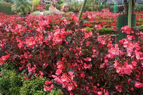 Kebun Bunga Begonia Lembang – Siti Mustiani