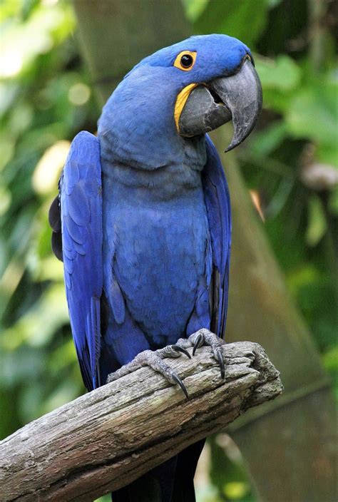 5-five-5: Blue Macaw (Hyacinth Macaw)