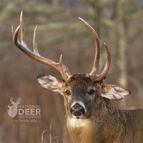 Weird Antlers Combover | National Deer Association