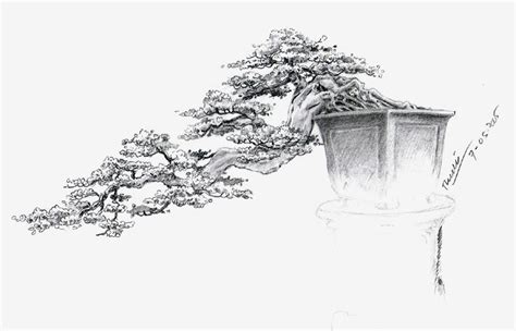 17 Best images about Bonsai Sketch on Pinterest | Bonsai trees, Dibujo and Sketchbooks